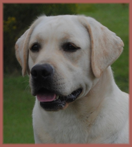 ⭐️むんちゃん⭐️  LADIES LABRADOR Females | Ganderwood Labradors